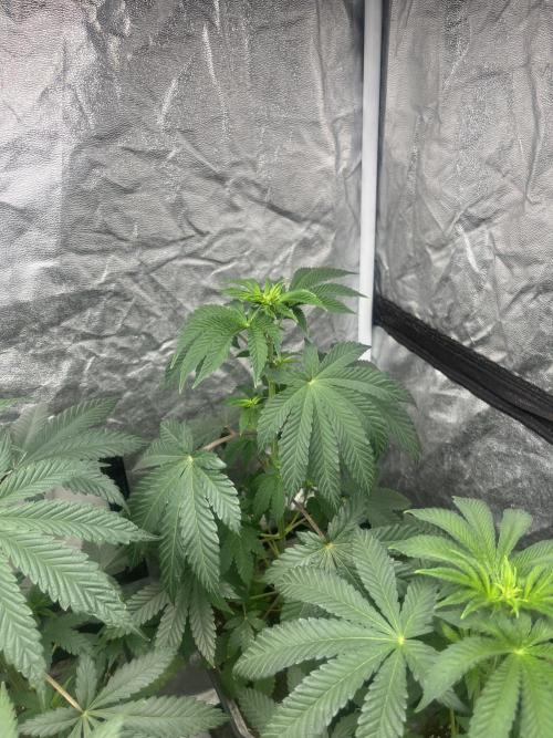 F.U.H. Seedstockers. Week 6