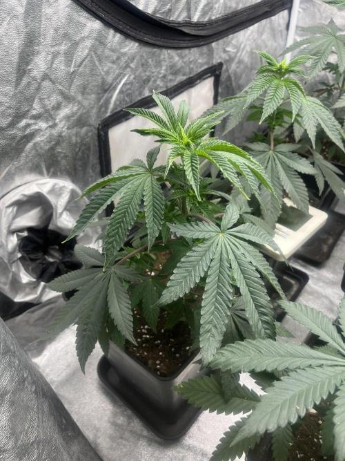Mandarine Panties. Seedstockers. Week 6