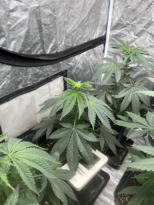 Mandarine Panties. Seedstockers. Week 6