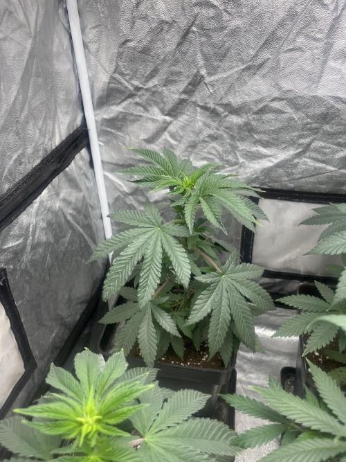 Mandarine Panties. Seedstockers. Week 6