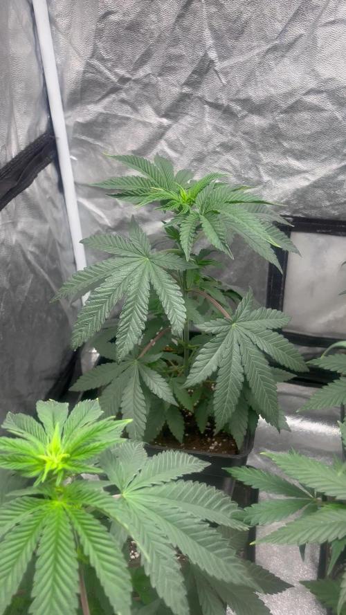 Mandarine Panties. Seedstockers