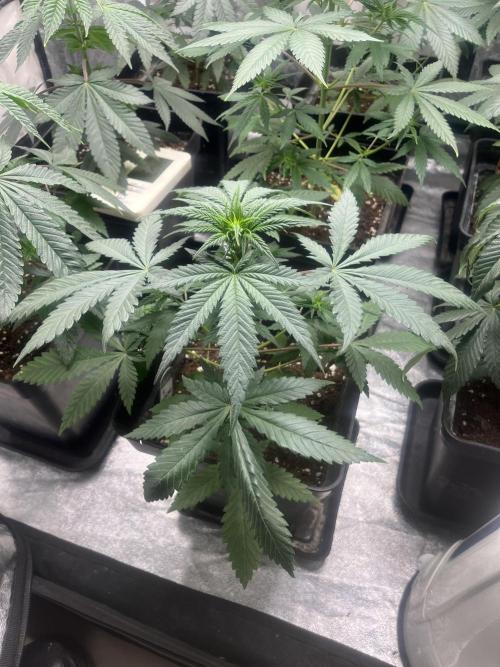 Forbidden Mochi. Seedstockers. Week 6