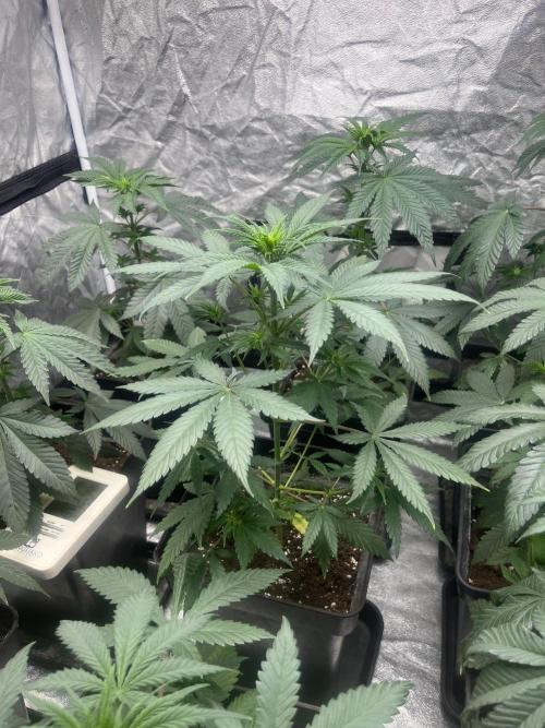 Forbidden Mochi. Seedstockers. Week 6