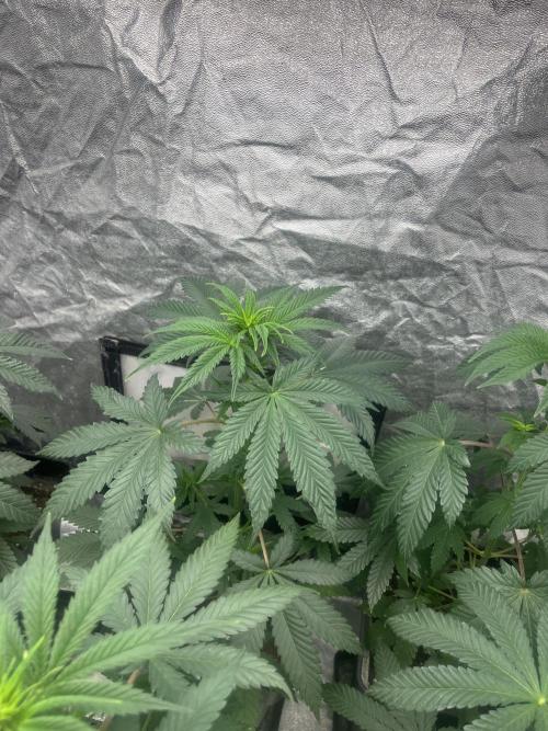 Forbidden Mochi. Seedstockers. Week 6