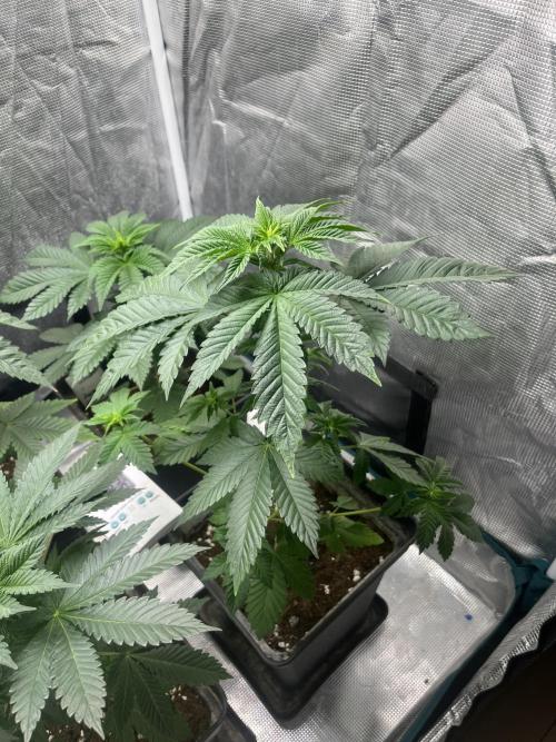 Monster Maker. Sweetseeds. Week 6