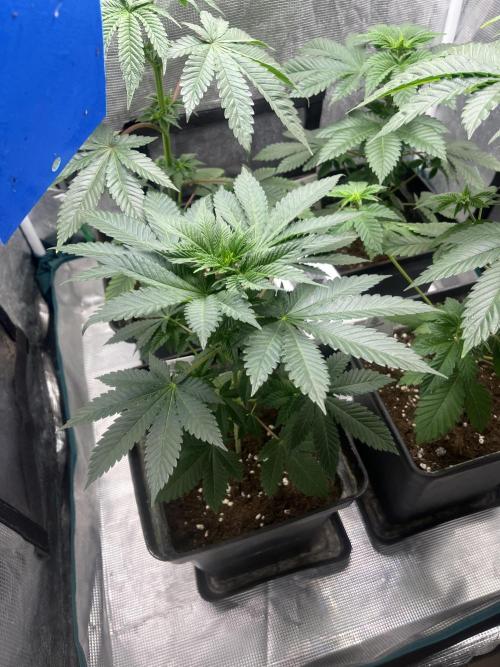Monster Maker. Sweetseeds. Week 6