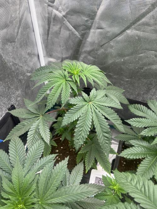 Monster Maker. Sweetseeds. Week 6