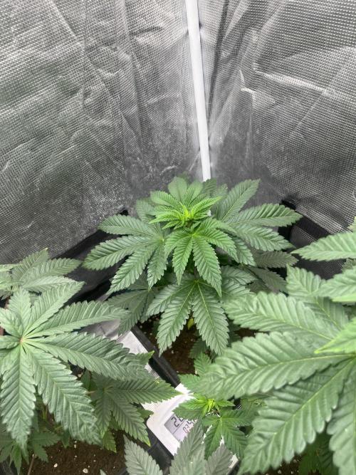 Monster Maker. Sweetseeds. Week 6