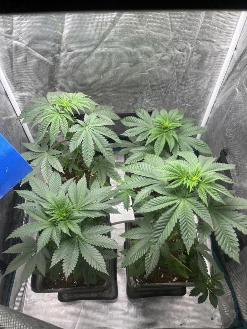 Monster Maker. Sweetseeds. Week 6