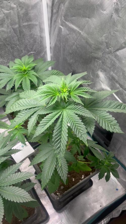 Monster Maker. Sweetseeds