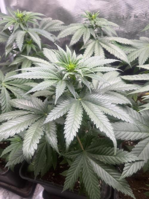 Gorilla Girl F1. Sweetseeds. Week 6