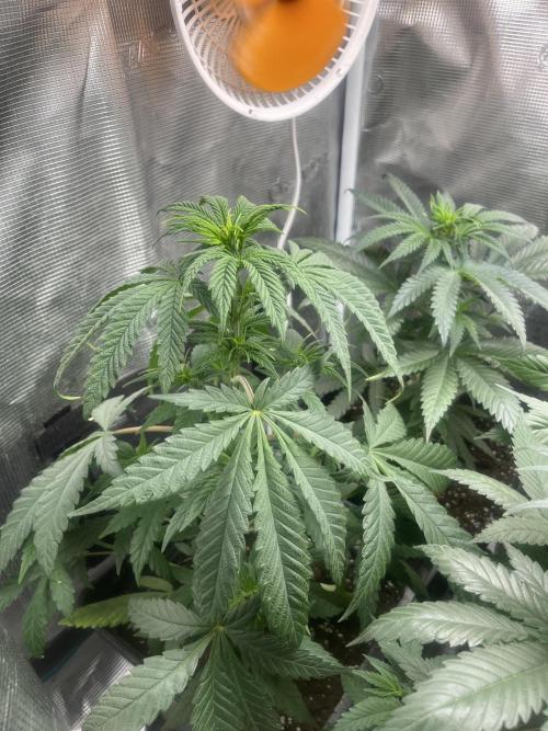 Gorilla Girl F1. Sweetseeds. Week 6