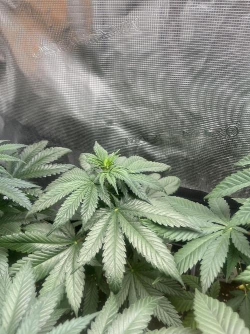 Gorilla Girl F1. Sweetseeds. Week 6