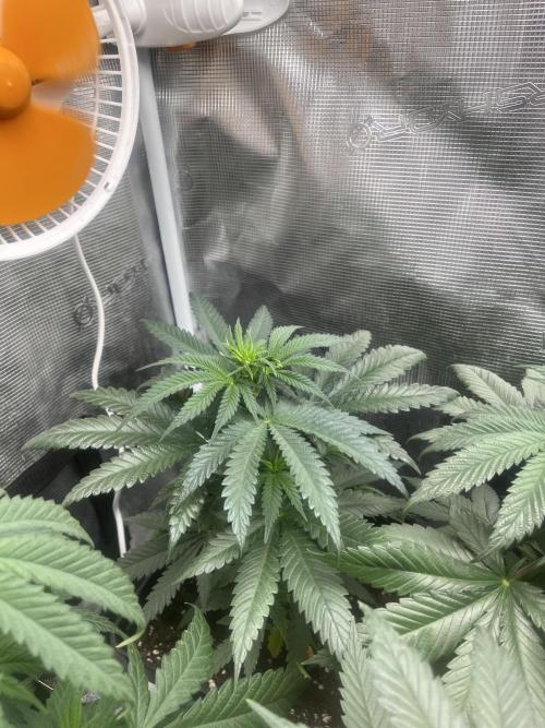Gorilla Girl F1. Sweetseeds. Week 6