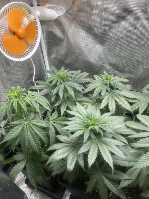 Gorilla Girl F1. Sweetseeds. Week 6
