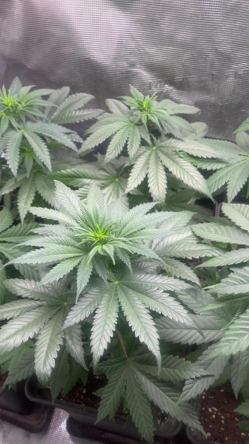 Gorilla Girl F1. Sweetseeds