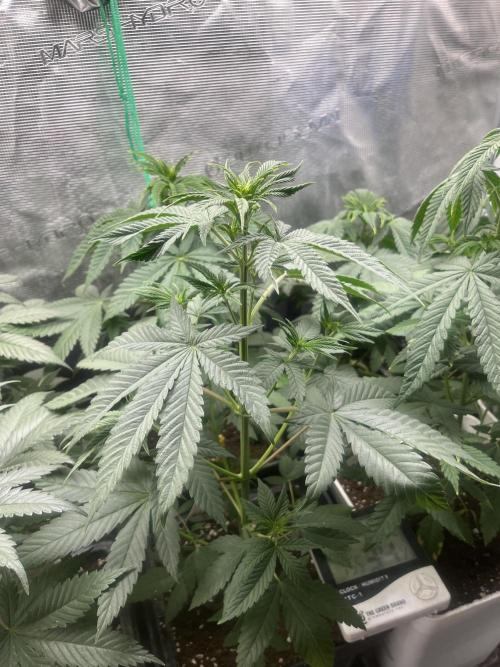 Mental Rainbow fast. Sweetseeds. Week 6