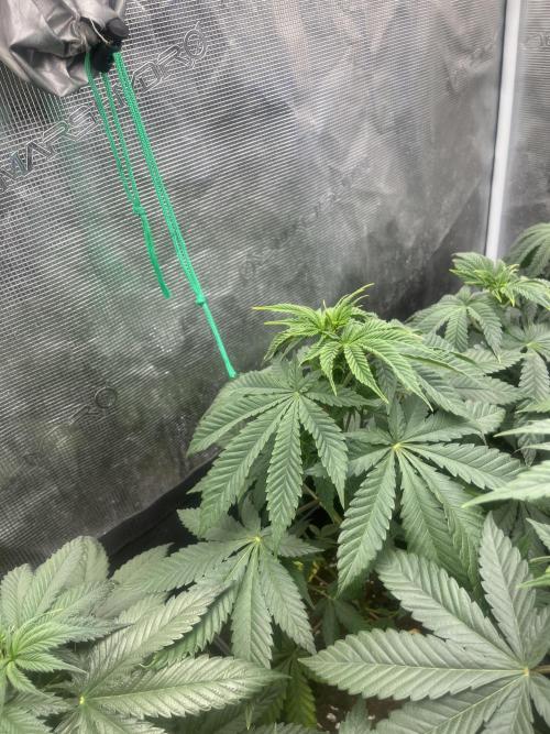 Mental Rainbow fast. Sweetseeds. Week 6
