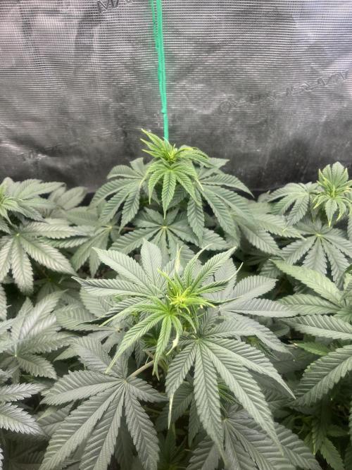 Mental Rainbow fast. Sweetseeds. Week 6