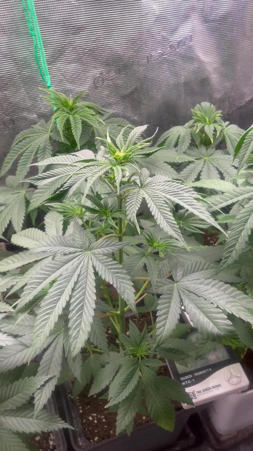 Mental Rainbow fast. Sweetseeds