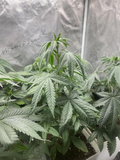 Purple Lemonade FF. Fastbuds. Week 6