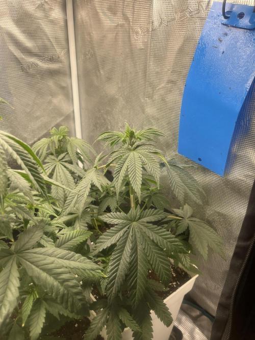 Purple Lemonade FF. Fastbuds. Week 6