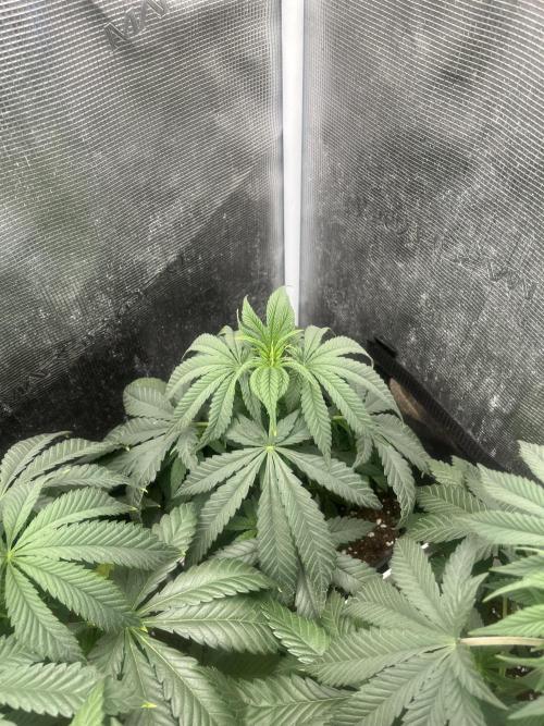 Purple Lemonade FF. Fastbuds. Week 6