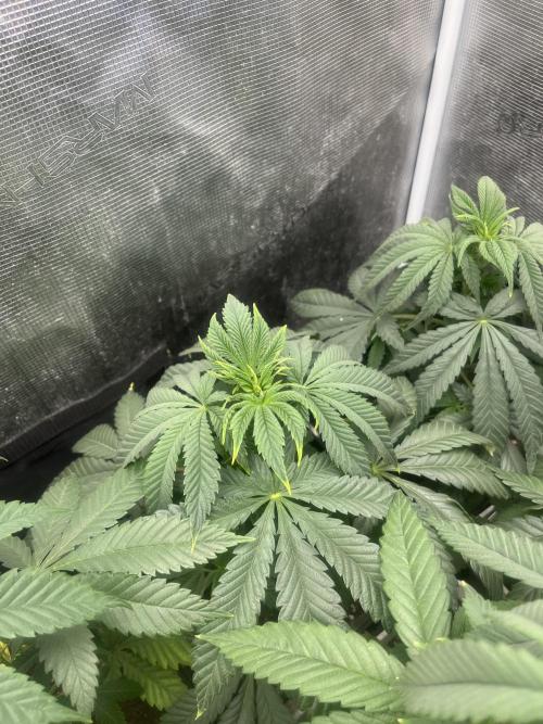 Purple Lemonade FF. Fastbuds. Week 6