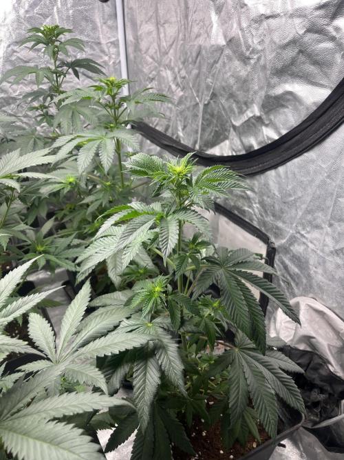 F.U.H. Seedstockers. Week 7