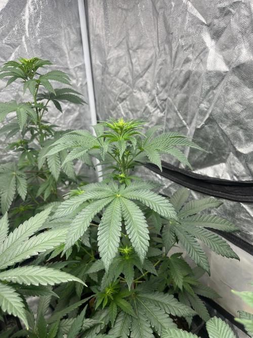 F.U.H. Seedstockers. Week 7