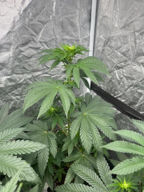 F.U.H. Seedstockers. Week 7
