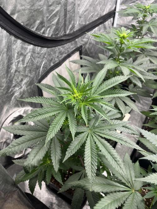 Mandarine Panties. Seedstockers. Week 7