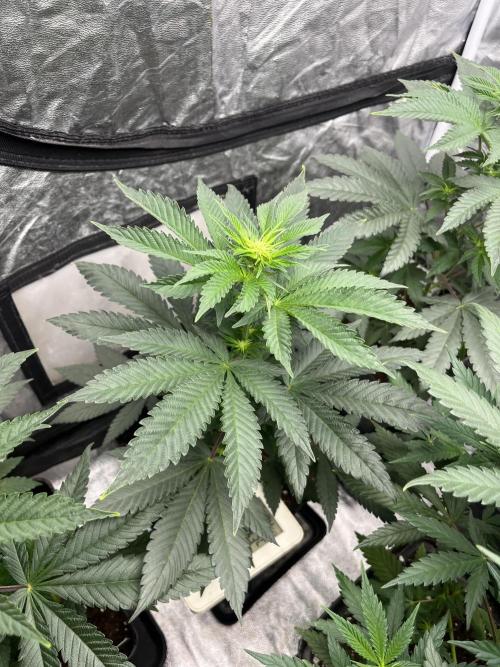 Mandarine Panties. Seedstockers. Week 7