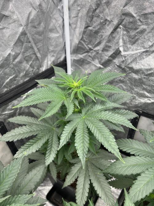 Mandarine Panties. Seedstockers. Week 7