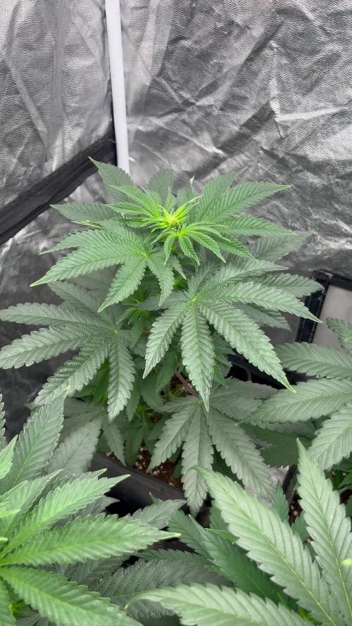 Mandarine Panties. Seedstockers