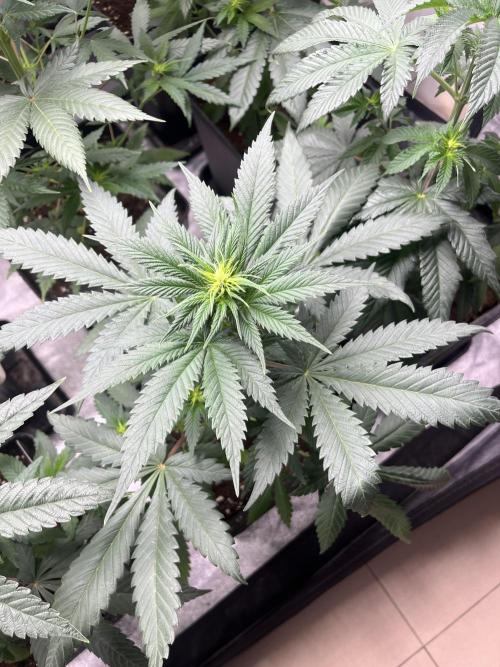 Forbidden Mochi. Seedstockers. Week 7