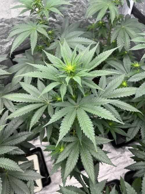Forbidden Mochi. Seedstockers. Week 7