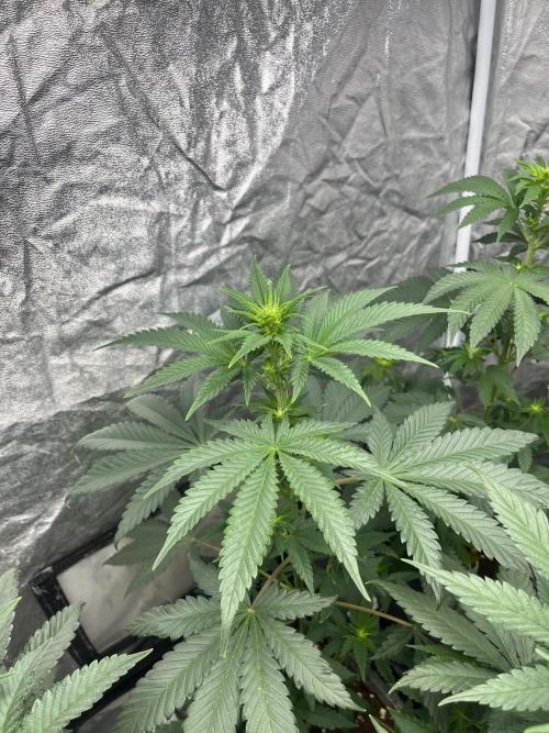 Forbidden Mochi. Seedstockers. Week 7