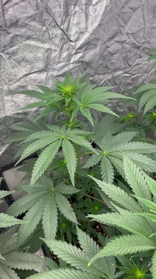 Forbidden Mochi. Seedstockers