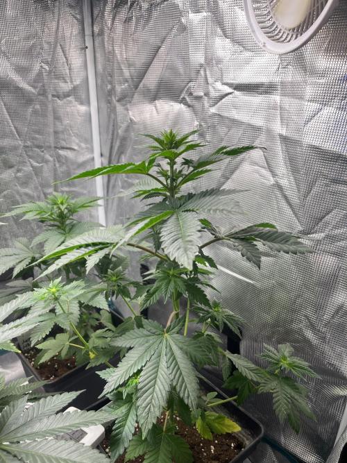 Monster Maker. Sweetseeds. Week 7