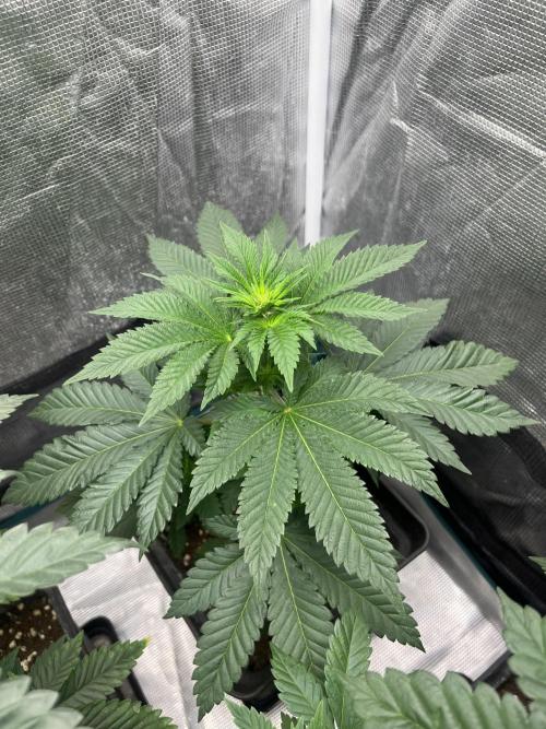Monster Maker. Sweetseeds. Week 7