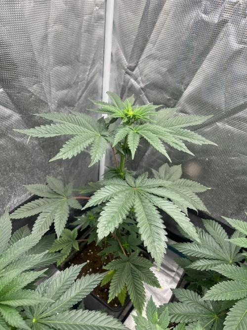 Monster Maker. Sweetseeds. Week 7