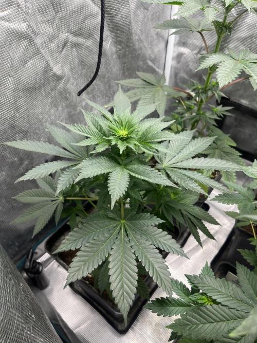 Monster Maker. Sweetseeds. Week 7