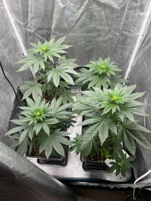 Monster Maker. Sweetseeds. Week 7