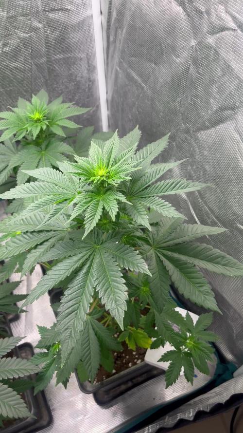 Monster Maker. Sweetseeds