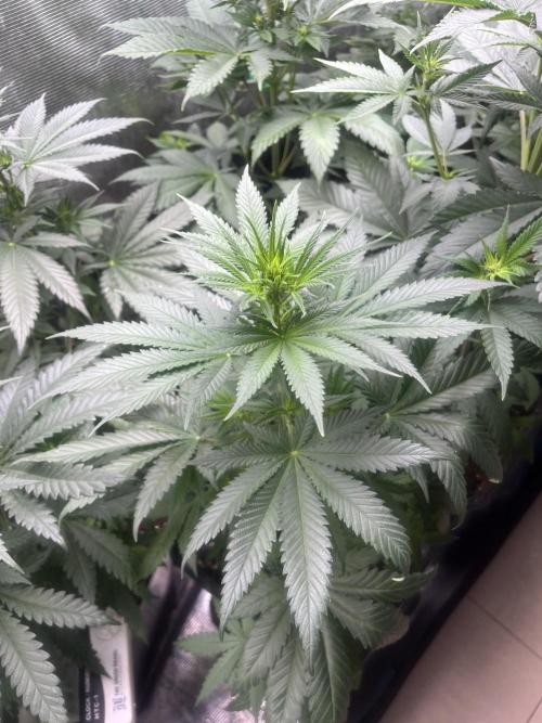 Gorilla Girl F1. Sweetseeds. Week 7