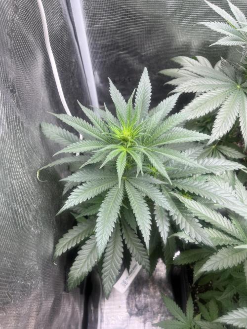 Gorilla Girl F1. Sweetseeds. Week 7