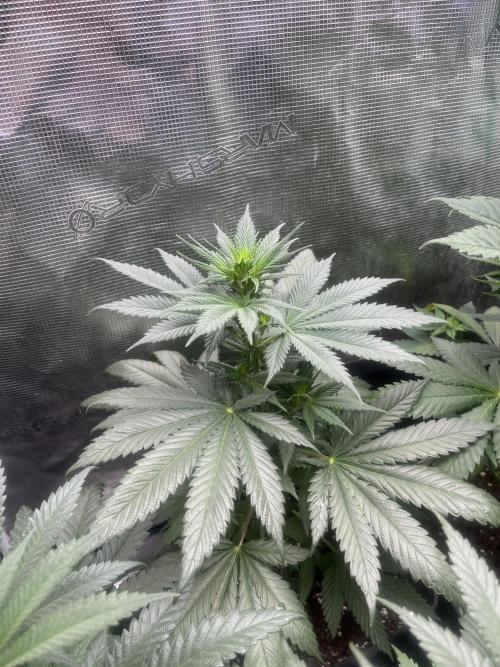Gorilla Girl F1. Sweetseeds. Week 7