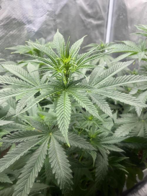 Gorilla Girl F1. Sweetseeds. Week 7
