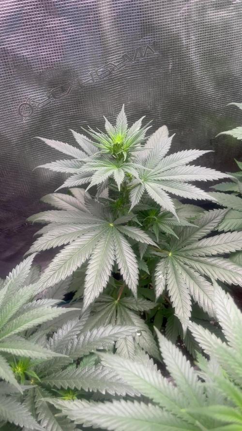 Gorilla Girl F1. Sweetseeds